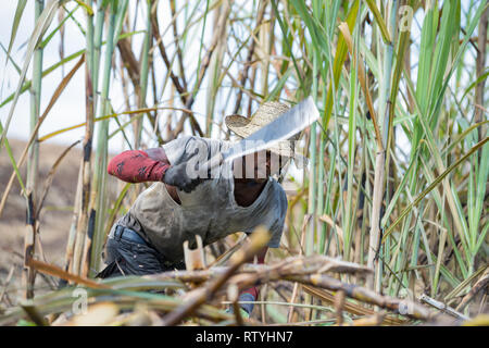 Santa Elisabetta / Giamaica - Febbraio 2019: un lavoratore lavorando duramente nei campi di canna da zucchero per la raccolta della canna da zucchero a Siloah, Santa Elisabetta, Giamaica Foto Stock