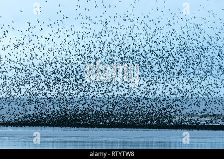 Blackpool, Lancashire, Regno Unito. Il 3° marzo 2019. Starling Murmuration. Un murmuration di storni eseguire il loro volo acrobatico abilità prima essi posatoio per la notte sotto i montanti della North Pier di Blackpool in Lancashire. Credito: Cernan Elias/Alamy Live News Foto Stock