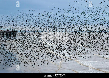 Blackpool, Lancashire, Regno Unito. Il 3° marzo 2019. Regno Unito Meteo. Molto ventoso condizioni come migliaia di storni raccogliere sulla riva prima di sono ' appollaiati. Per gli storni volare per miglia e miglia per arrivare alla loro specifica roost sito, ma mentre alcuni di questi uccelli sono i residenti nel Regno Unito, la maggior parte saranno gli uccelli migratori provenienti dall'Europa. Sembra che il freddo inverno è in Europa, con una forte tempesta di vento di forza che li assistono, più appaiono e si riuniscono qui prendendo un po' di tregua dal meteo raccogliendo sulla riva. Credito: MediaWorldImages/AlamyLiveNews Foto Stock