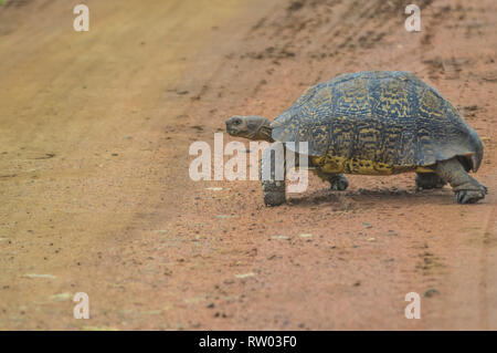 Carino piccola tartaruga Leopard strisciando sulla strada sterrata in una riserva di caccia in Africa Foto Stock