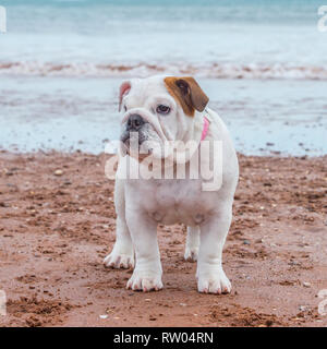 cucciolo di bulldog Foto Stock