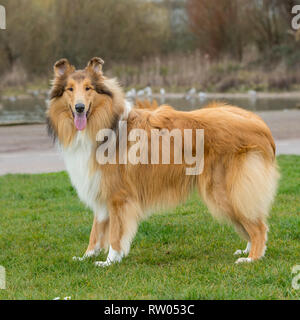 Ruvida cane Collie Foto Stock