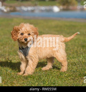 Cane cockapoo Foto Stock