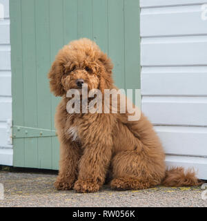 Cane cockapoo Foto Stock