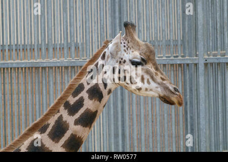 La giraffa di masticazione e leccare a un albero Foto Stock