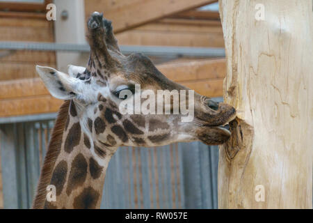 La giraffa di masticazione e leccare a un albero Foto Stock