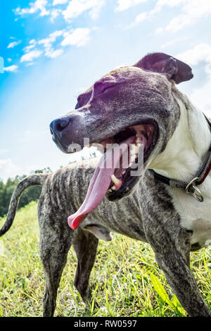 Cane di razza Boerboel con linguetta appendere fuori sulla natura nel Parco in estate close-up Foto Stock