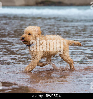 Cane cockapoo Foto Stock