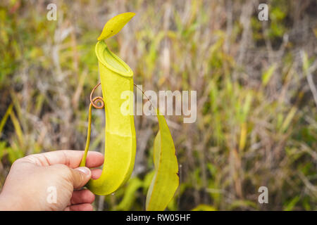 BORNEO / Malesia / giugno 2014: Wild nephentes pianta carnivora nella giungla Foto Stock