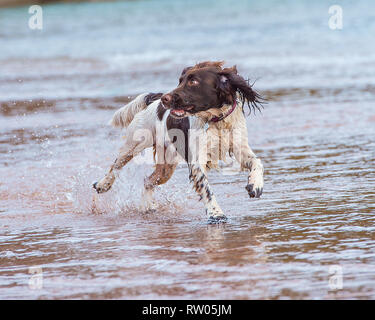 English Springer spaniel cane in spiaggia Foto Stock