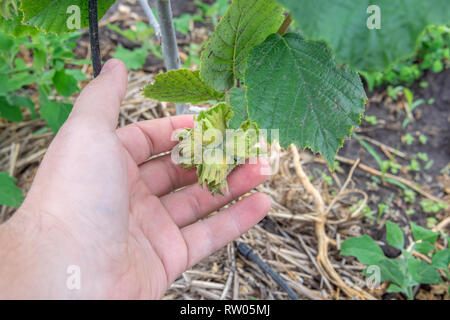 Nocciola frutti nel processo di maturazione di close-up nella mano dell'uomo. Il giardinaggio e la crescita di un dadi Foto Stock