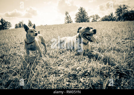 Cane di razza Burbul e Miniature pinscher sulla natura nel Parco in estate di close-up. In bianco e nero il vecchio grunge foto d'epoca. Foto Stock