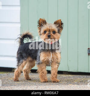 Yorkshire Terrier Foto Stock