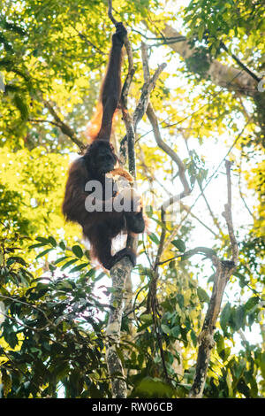 BORNEO SARAWAK / / Malesia / giugno 2014: orangutan in Natura Semenggoh riserva Foto Stock