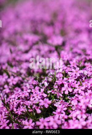 La profondità di campo di una foto, solo pochi fiorisce nel fuoco, letto di fiori di colore rosa, offuscata spazio per il testo di cui sopra. Molla di astratta sfondo floreale. Foto Stock