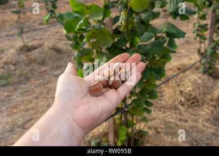 Primo piano di nocciole accatastati nel palmo della mano contro lo sfondo di boccole. In autunno una vendemmia Foto Stock