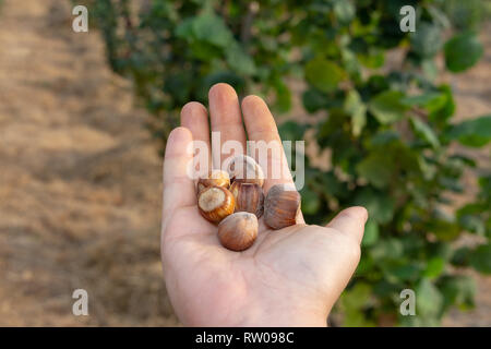 Primo piano di nocciole accatastati nel palmo della mano contro lo sfondo di boccole. In autunno una vendemmia Foto Stock