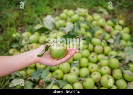 Una mela verde del bambino in una mano. Verde mela cade a terra. La raccolta di mele biologiche in giardino. Foto Stock