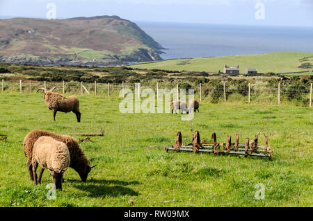 Un piccolo gregge di Manx Loaghtan Pecore, una rara razza di pecore nativa per l'Isola di Man a una fattoria di lavoro presso il Museo Nazionale del Folklore in un piccolo borgo o Foto Stock