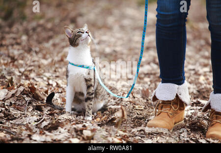 Donna proprietario walking cat al guinzaglio all'aperto in natura Foto Stock