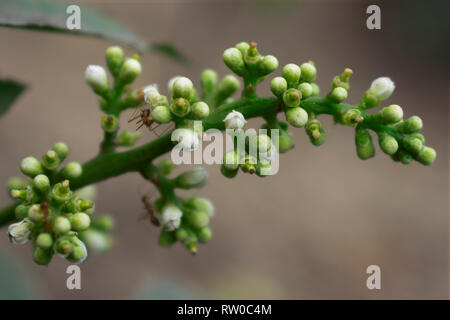 Ant su fiore di Mango Foto Stock