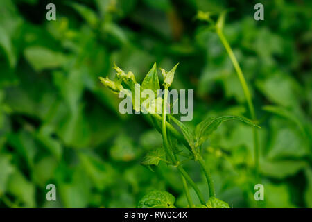 Mosquito sul selvaggio fiore Foto Stock