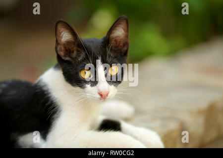 Piccolo in bianco e nero gatto randagio con capace di incantare gli occhi gialli, posa sul cordolo di marciapiede, guardando nella telecamera. Foto Stock