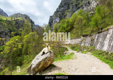 Vista dal sentiero escursionistico (Cares Trail o Ruta del Cares), il Parco Nazionale di Picos de Europa, provincia di Leon, Spagna. Foto Stock