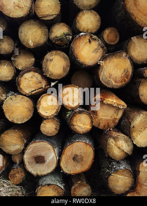 Un mucchio di alberi abbattuti sul terreno Foto Stock