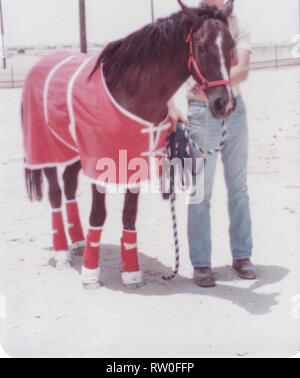 Acquisto e trasporto di un castagno scuro stallone arabo da Al-Qatif / Qatif, Provincia Orientale, Arabia Saudita di Abqaiq, un Aramco composto nel 1983. Foto Stock