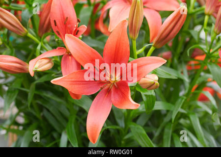 Il Lilium ibrido fiori di Ankara. Foto Stock