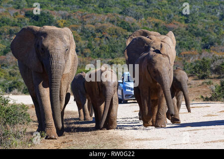 Bush africano Elefante africano (Loxodonta africana), allevamento di vitelli a camminare su una strada sterrata, un turista auto sul retro, Addo Elephant National Park, Orientale Foto Stock