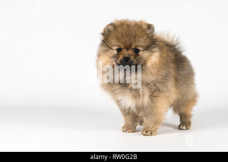 Piccolo Pomerania cucciolo in piedi isolato su un bianco e lo sfondo grigio Foto Stock