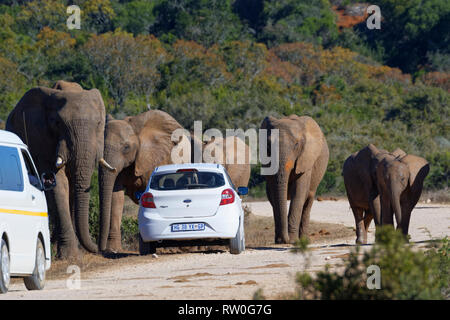 Bush africano Elefante africano (Loxodonta africana), allevamento di vitelli a piedi, vetture turismo si è fermato sul lato di una strada sterrata, Addo Elephant National Park, e Foto Stock