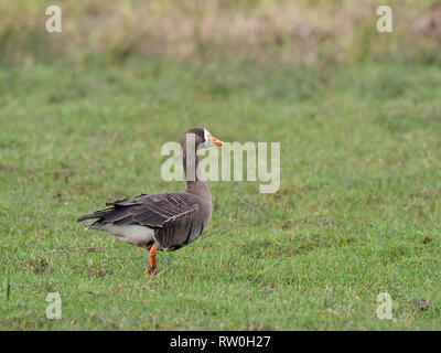 Bianco-fronteggiata goose, Anser albifrons, singolo uccello sull'erba, Islay, Ebridi, Scozia, Febbraio 2019 Foto Stock