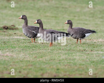 Bianco-fronteggiata goose, Anser albifrons, tre uccelli su erba, Islay, Ebridi, Scozia, Febbraio 2019 Foto Stock