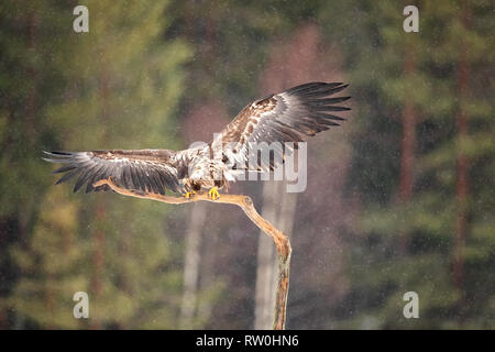 White Tailed eagles tiro da nascondere in Svezia centrale Foto Stock