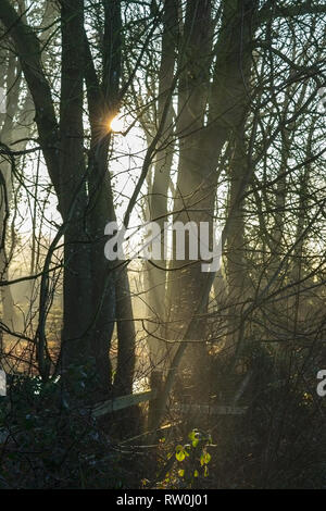 Nebbia mattutina e il gelo con il sole che splende attraverso gli alberi Foto Stock