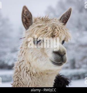 White alpaca headshot Foto Stock