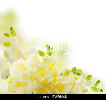 Freeseia fiori freschi Foto Stock