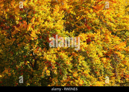 Sole che splende sui rami di alberi coperti con vividamente colorati di foglie di autunno. Abstract autunno sfondo. Foto Stock