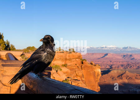 Ritratto di un corvo appollaiato su un guard rail nel Parco Nazionale di Canyonlands Foto Stock