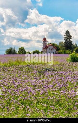 Phacelia tanacetifolia campo, scena di campagna. Phacelia è conosciuta con i nomi comuni di lacy phacelia, tansy blu o porpora tansy Foto Stock