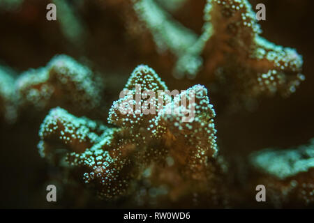 Foto subacquee, close up verde emiting coralli fluorescenti ai raggi UV. Abstract sfondo marino. Foto Stock
