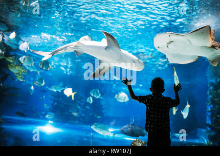 Little Boy guardare dei pesci in acquario Foto Stock