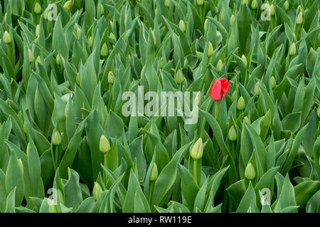 Un unico tulipano rosso in fiore tra una grande deriva di tulipani in gemma, ma non ancora in uscita dando un tuffo di rosso su uno sfondo di verde Foto Stock