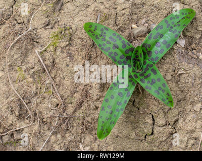 Primavera presto, foglie della comune maculato, orchidea Dactylorhiza fushsii appena iniziando a comparire. Con copyspace. Foto Stock