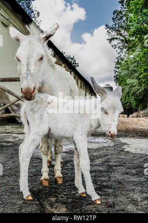 Cucciolo di asinello bianco, tipico di razza sarda, appena nato a tre ore, posa con la stanca madre per il parto Foto Stock