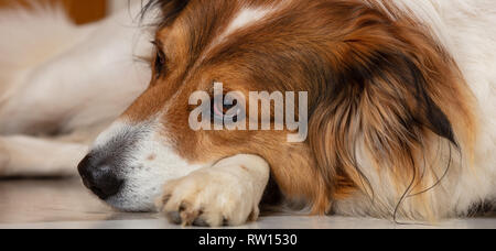 Triste cane. Carino bianco cane marrone di un pastore greco razza, la posa sul pavimento, primo piano sulla testa Foto Stock