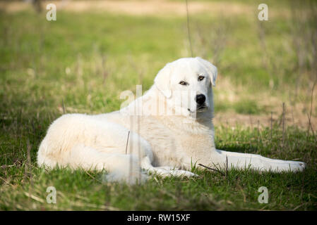 Custode di allevamento cani su allevamento di capre Foto Stock